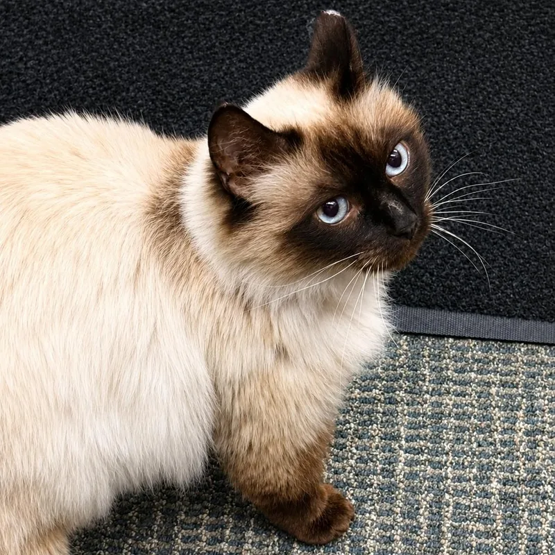An adult medium-sized female Seal Point Siamese cat named Stormi for adoption in Pacific Palisades, CA