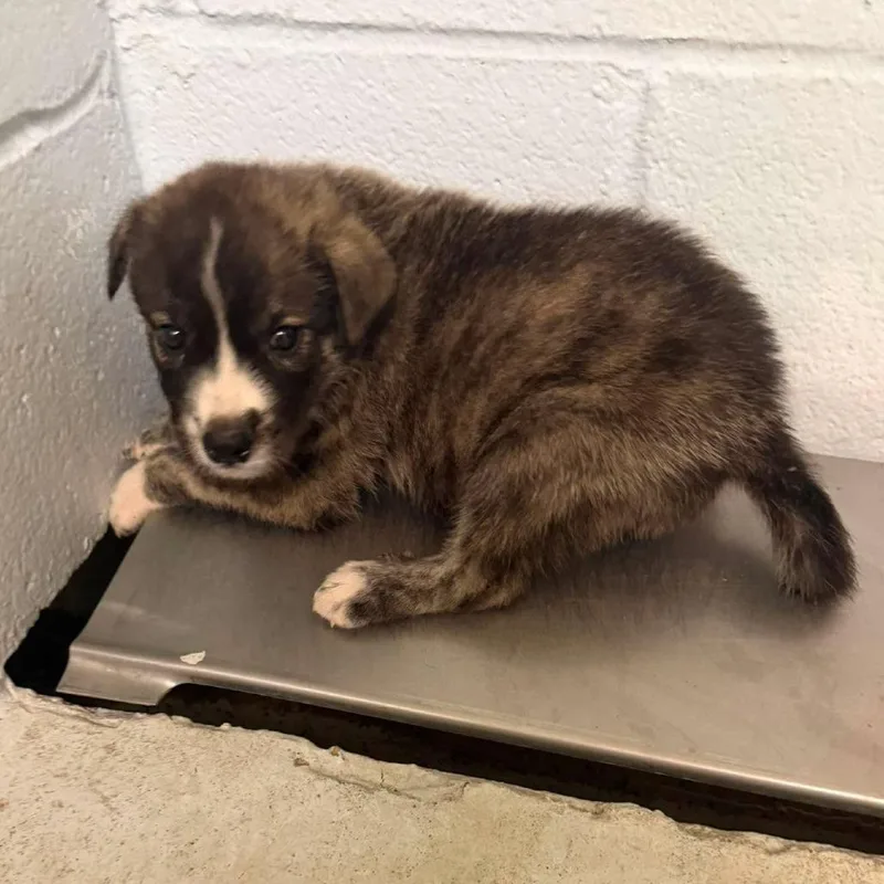 A baby small-sized female Brindle Shepherd dog named Rumpelstiltskin for adoption in Austin, TX