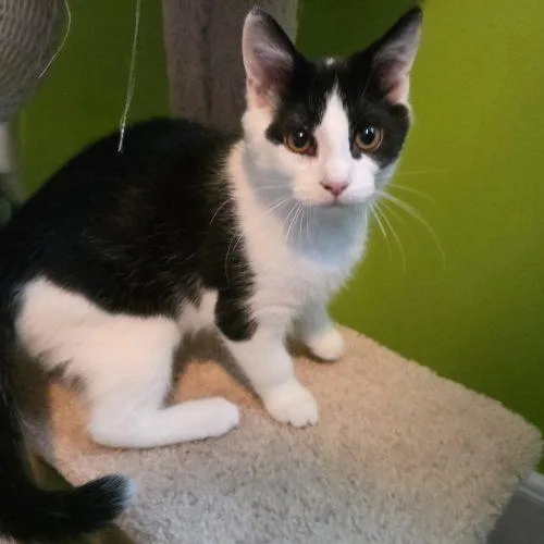 A baby small-sized male Domestic Short Hair cat named Peanut for adoption in Elizabeth, IL