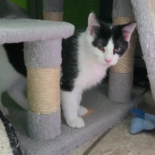 Peanut thumbnail 2