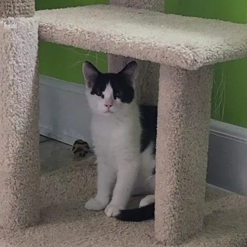 Peanut thumbnail 3