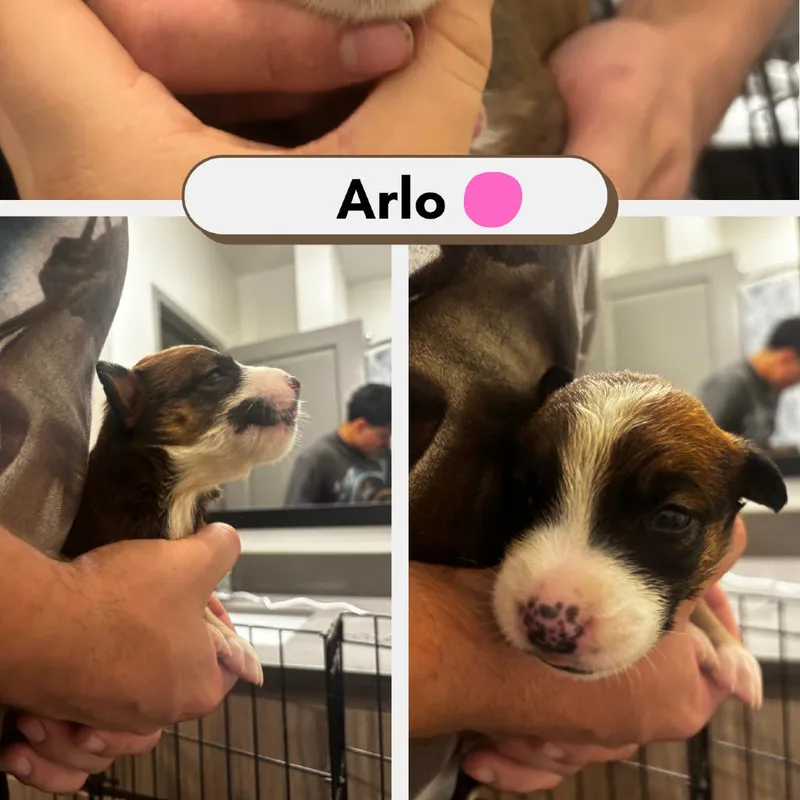 Arlo