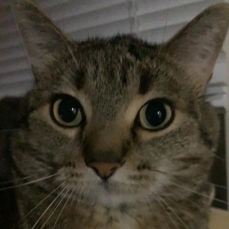 An adult small-sized male Gray / Blue / Silver American Shorthair cat named Max for adoption in Rochester, MN