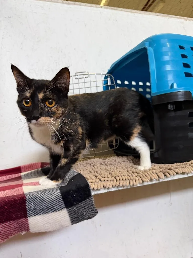 A young medium-sized female Domestic Short Hair cat named Dandelion for adoption in St. James City, FL