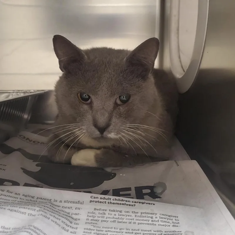 An adult large-sized male Domestic Short Hair cat named Harold for adoption in Milton, FL