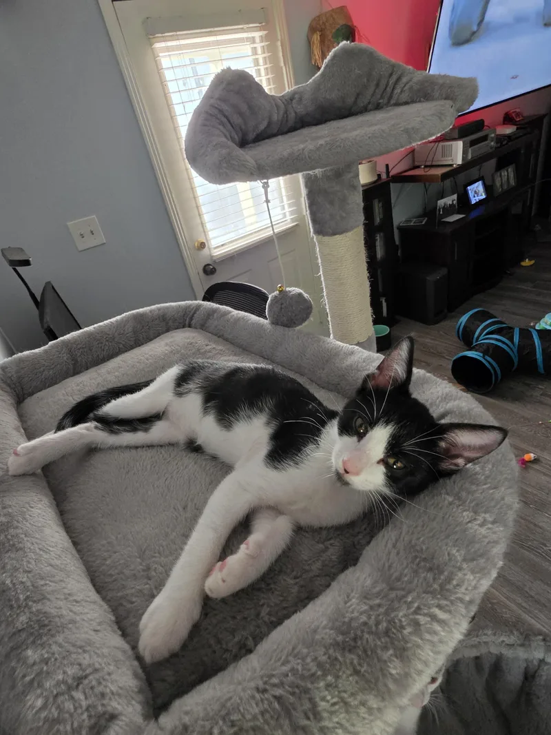 A baby small-sized female Domestic Short Hair cat named Wendy The Welder for adoption in St Petersburg, FL