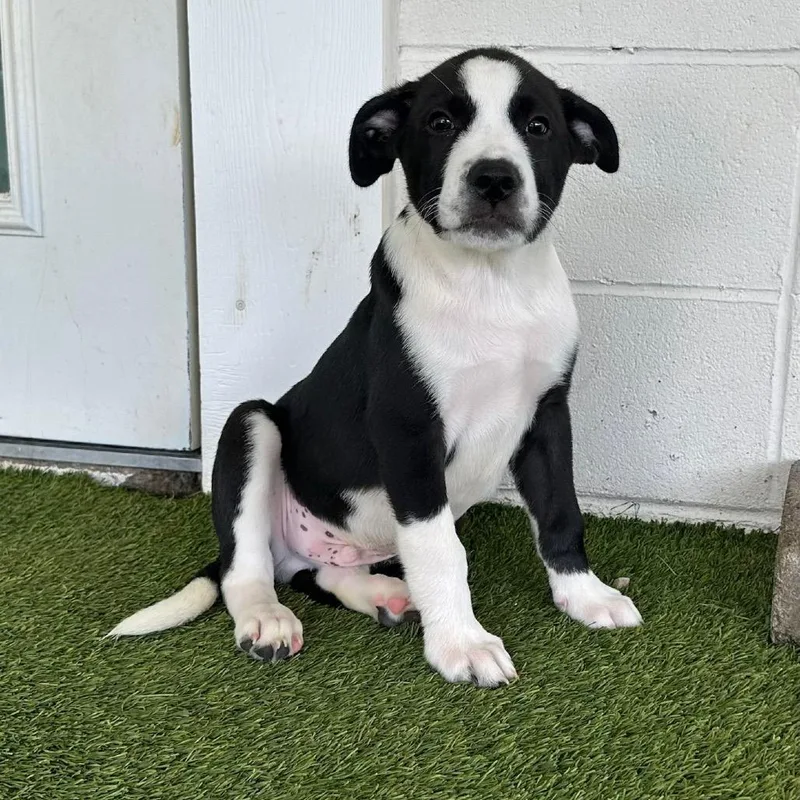 A baby small-sized male Black Mixed Breed dog named Veggie Lo Mein for adoption in LOXAHATCHEE, FL