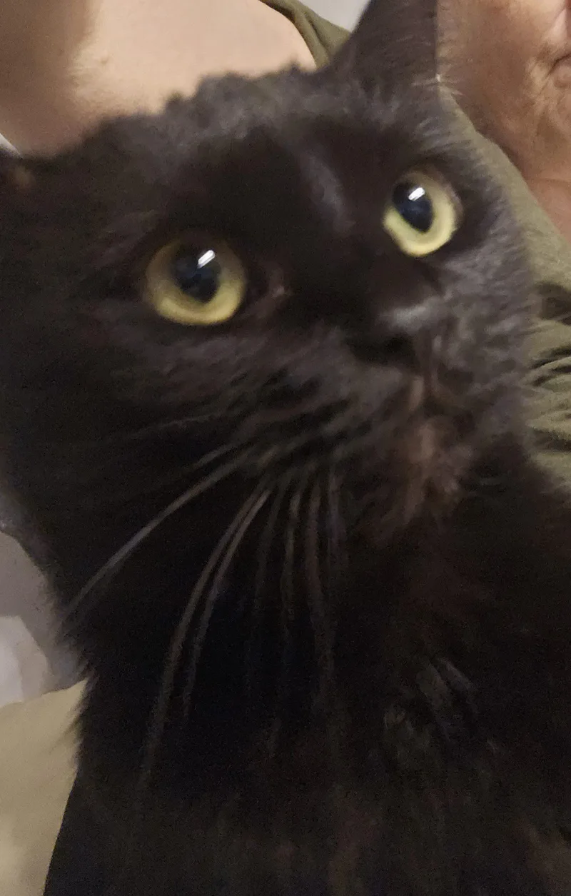 Daria Dream Wiskerson