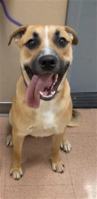 A young large-sized male Pit Bull Terrier dog named Curly Fry for adoption in San Jose, CA