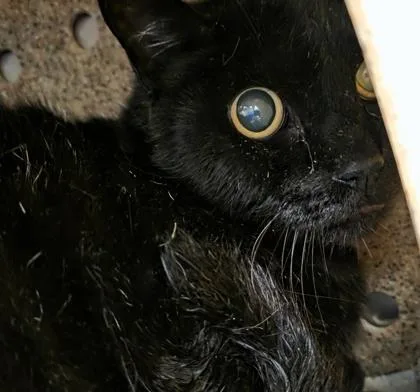 A young medium-sized male Black Domestic Short Hair cat named Bonk for adoption in Dubuque, IA