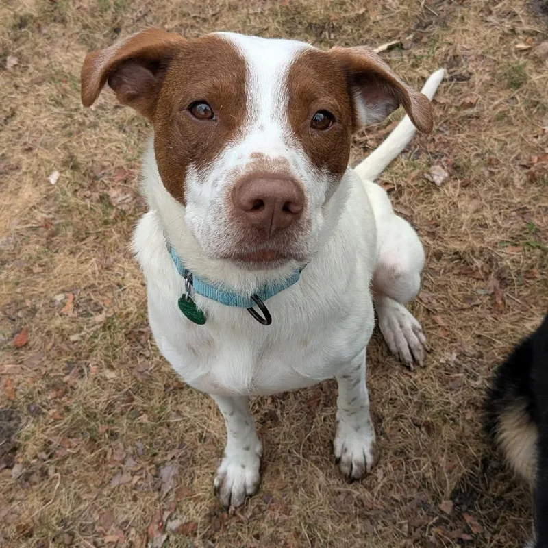 An adult medium-sized female White / Cream Mixed Breed dog named Droppa for adoption in Buffalo, MN