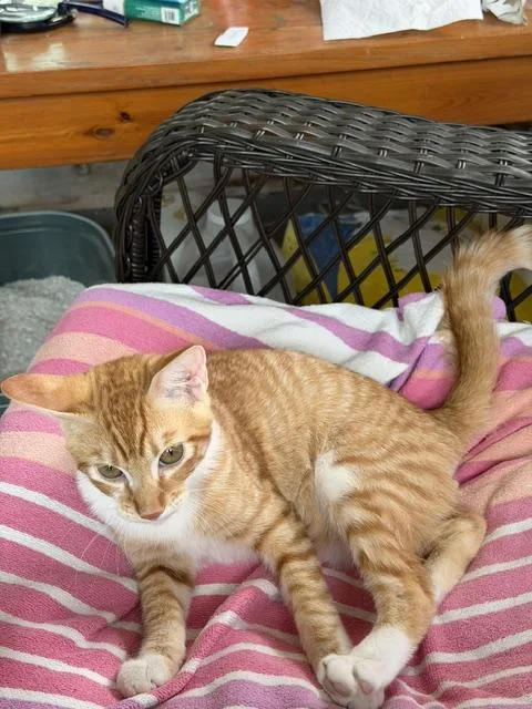 A baby medium-sized male Orange & White Domestic Short Hair cat named Ginger Riley Fuzzell Pet for adoption in Spring, TX