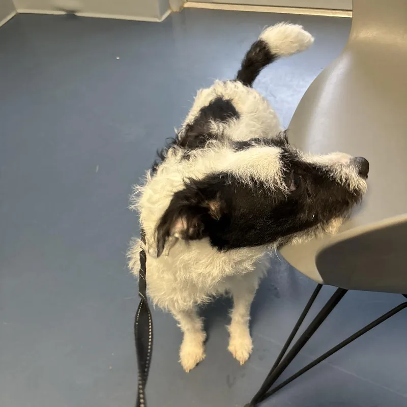 A young small-sized male Terrier dog named Curly Coated Oreo for adoption in Greensboro, NC