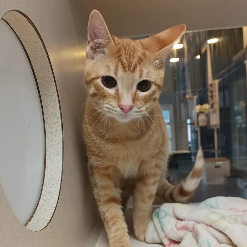 A baby small-sized male Orange / Red Domestic Short Hair cat named Neptune for adoption in Galveston, TX