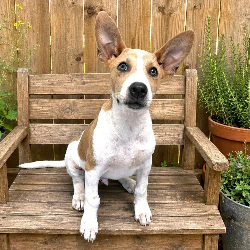 A baby small-sized male Yellow / Tan / Blond / Fawn Terrier dog named Larkin for adoption in Boerne, TX