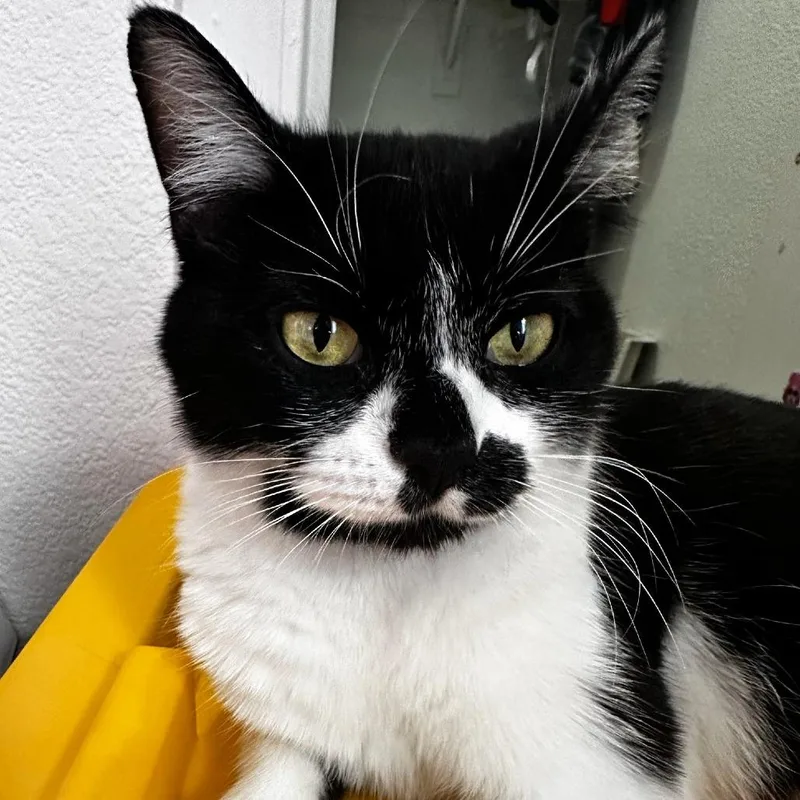 An adult medium-sized female Black Domestic Short Hair cat named LoveBug for adoption in Prescott, AZ