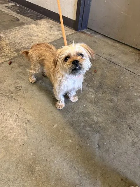 A young small-sized male Terrier dog named Ziggy for adoption in Ontario, CA