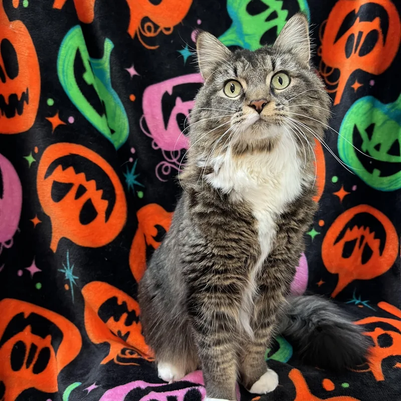An adult large-sized female Tabby (Brown / Chocolate) Maine Coon cat named Miss Mollie NO for adoption in Fairmont, MN