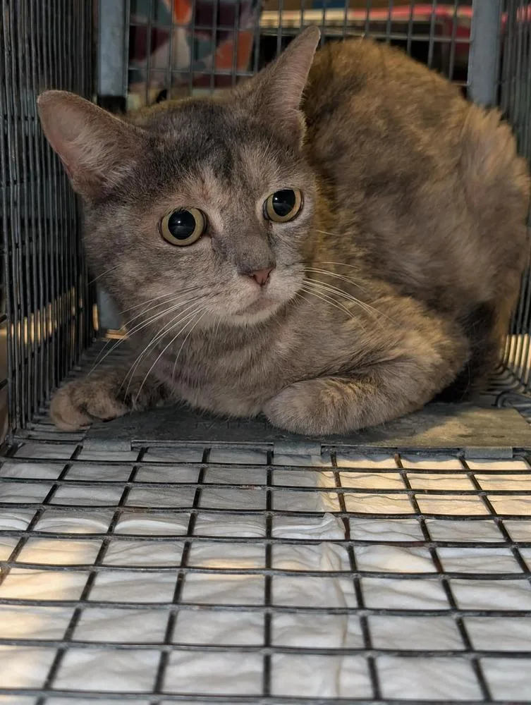 An adult medium-sized female Domestic Short Hair cat named Claire for adoption in Emerald Isle, NC
