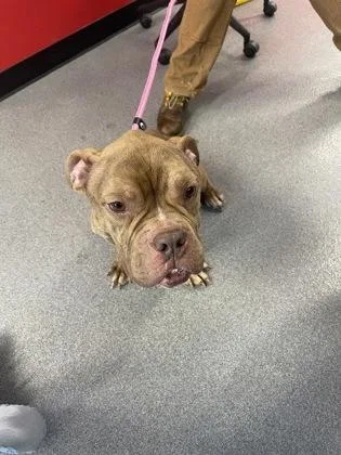 An adult medium-sized male Mixed Breed dog named Wishbear for adoption in West Chester, PA