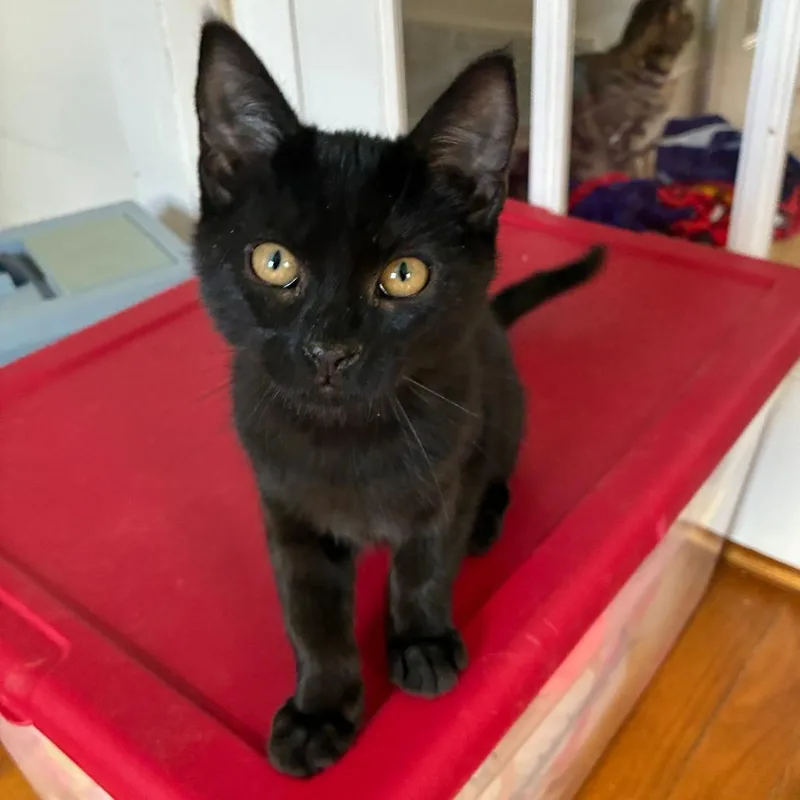 A baby small-sized female Black Domestic Short Hair cat named Andromeda for adoption in Hopkinton, MA