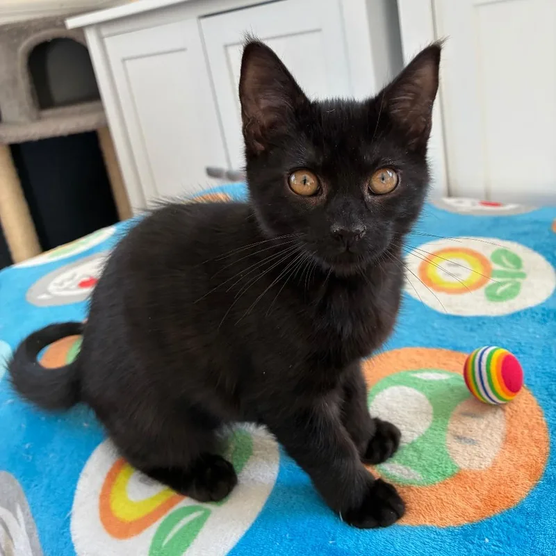 Andromeda thumbnail 2