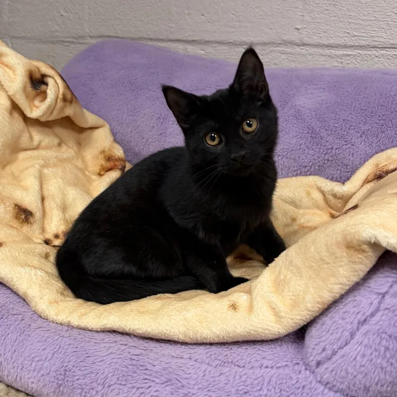 Andromeda thumbnail 3