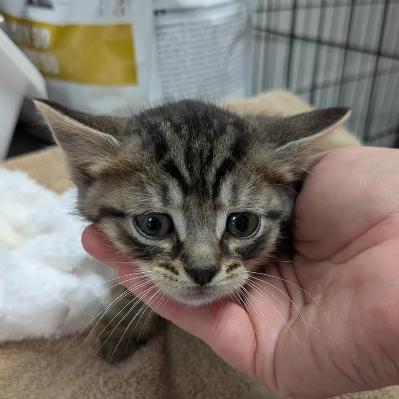 A baby small-sized male Brown / Chocolate Domestic Short Hair cat named Tabbyblue for adoption in Greenville, PA