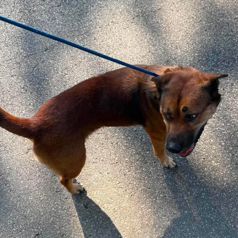 An adult small-sized female Brown / Chocolate Mixed Breed dog named Niska for adoption in Huntington, WV