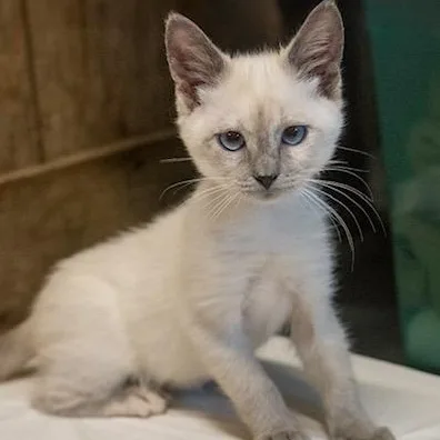 A baby medium-sized female Buff / Tan / Fawn Siamese cat named Ritz STUNNING BEAUTY for adoption in Bethel, CT