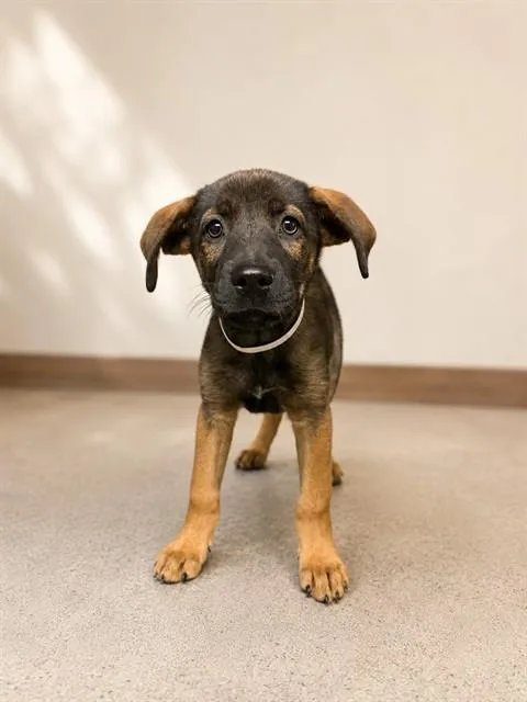 A baby small-sized female German Shepherd Dog dog named Junie for adoption in Lancaster, CA