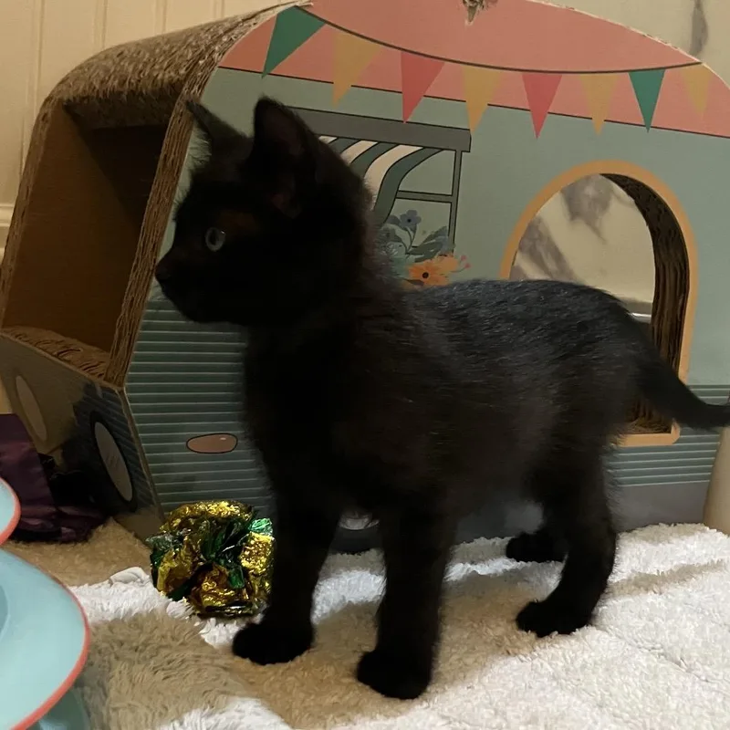 A baby small-sized female Black Domestic Short Hair cat named Baby Spice for adoption in Overland Park, KS