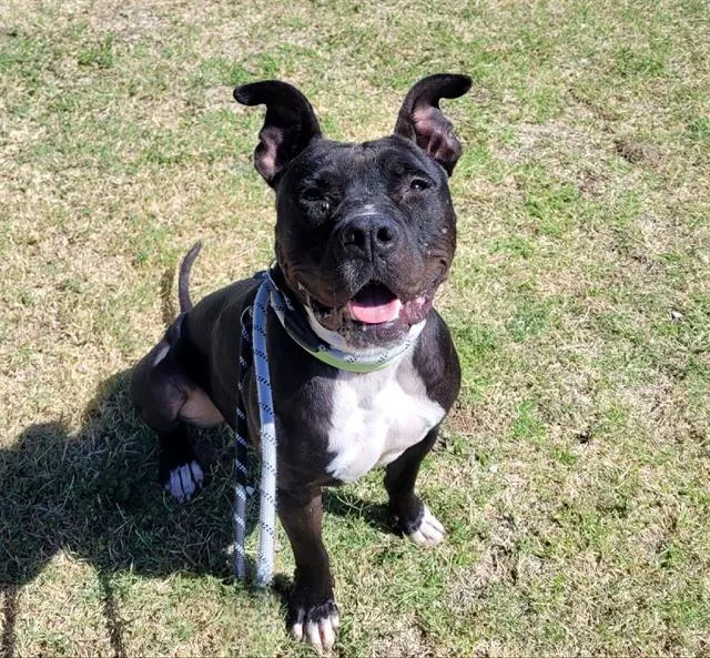 An adult medium-sized male Pit Bull Terrier dog named Doug for adoption in Tucson, AZ
