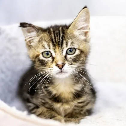 A baby small-sized female Domestic Short Hair cat named Tugboat for adoption in Camano Island, WA