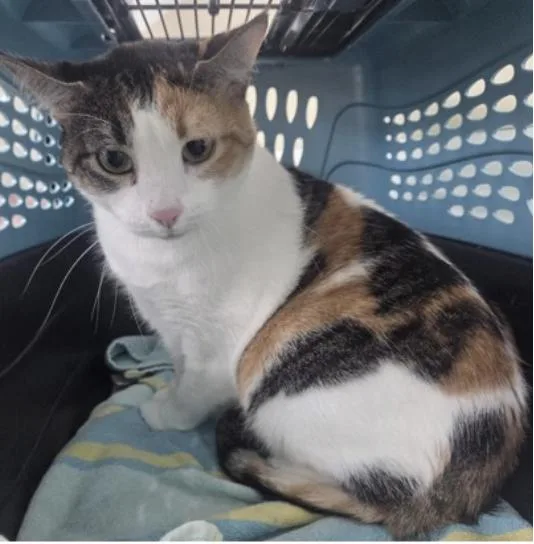 An adult small-sized female Domestic Short Hair cat named Little for adoption in Broomfield, CO