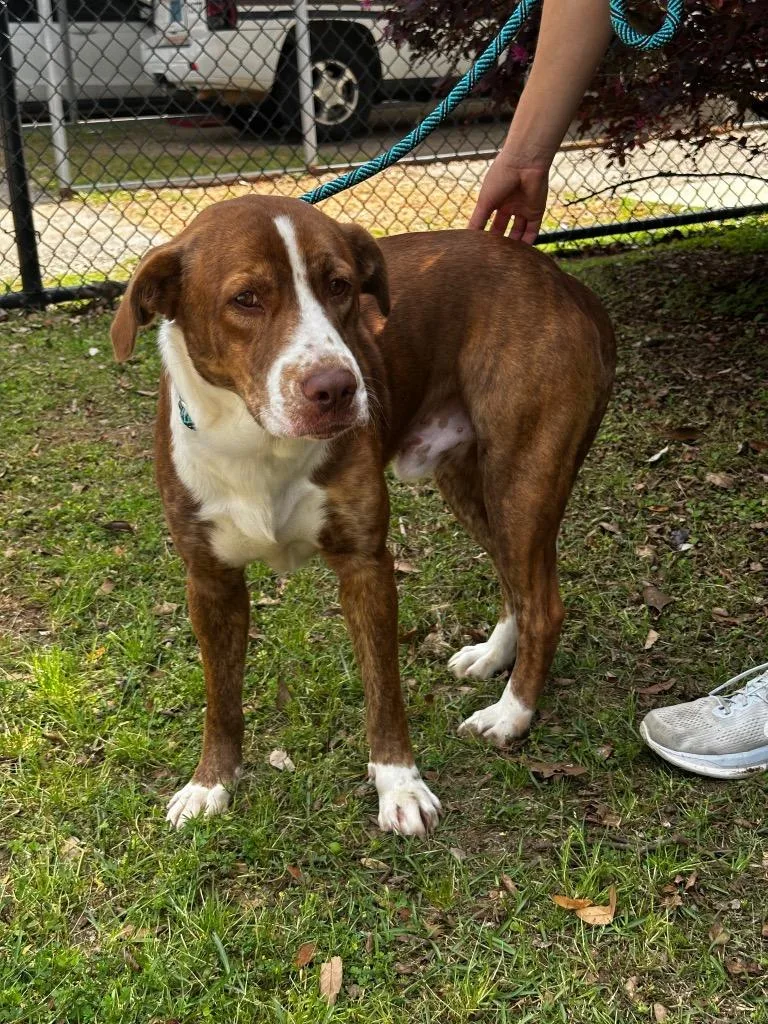 A young medium-sized male Labrador Retriever dog named Dino for adoption in North Syracuse, NY