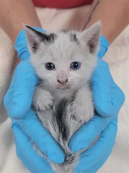 A baby small-sized male Domestic Short Hair cat named Creek for adoption in Largo, FL