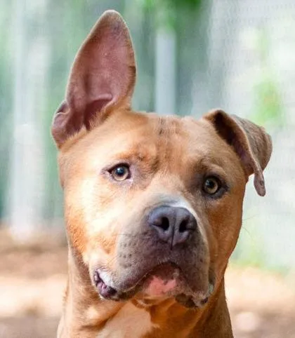 An adult large-sized male Mixed Breed dog named Scooby for adoption in Hobart, IN