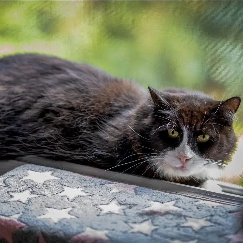 An adult large-sized female Black & White / Tuxedo Maine Coon cat named Mittens for adoption in HANSON, MA