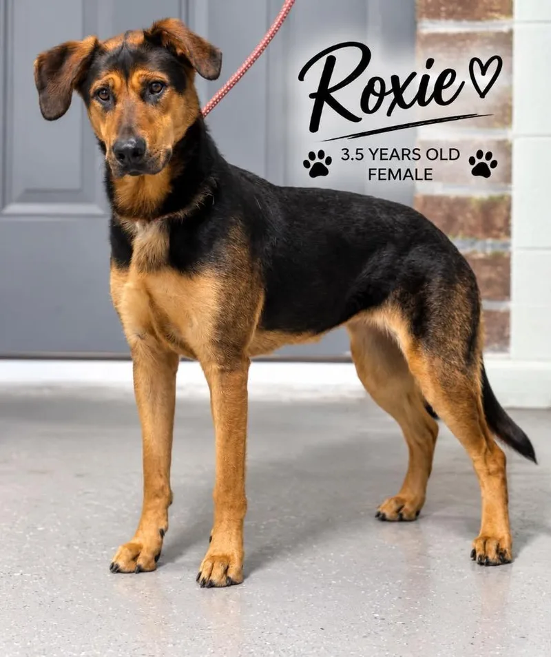 Roxie thumbnail 2