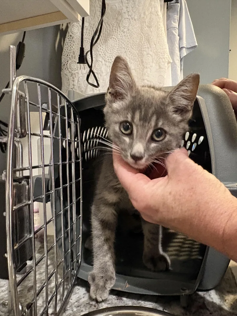 A baby small-sized male Domestic Short Hair cat named Ezekiel for adoption in Davidson, NC