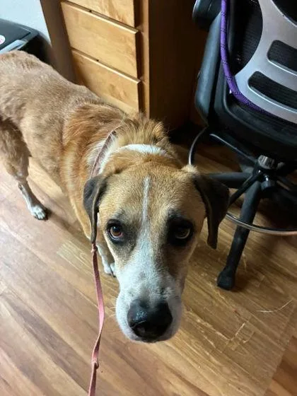 A senior medium-sized female Yellow / Tan / Blond / Fawn Mixed Breed dog named Emma for adoption in Canon City, CO