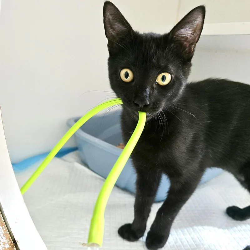 A baby small-sized female Domestic Short Hair cat named Olive for adoption in Oakland, CA