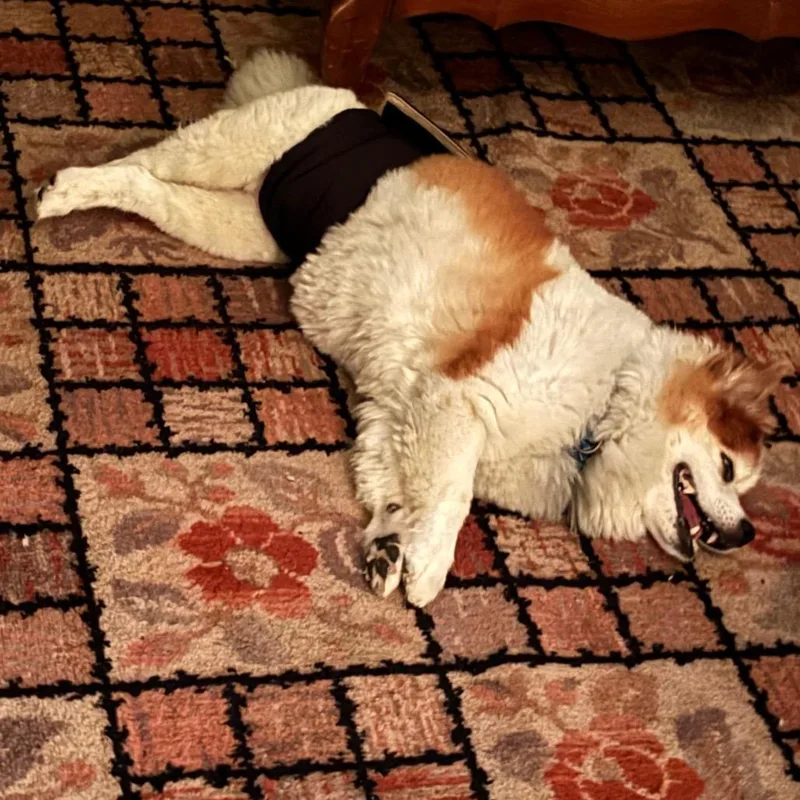 A senior small-sized male Apricot / Beige Pomeranian dog named Toby for adoption in Tunkhannock, PA