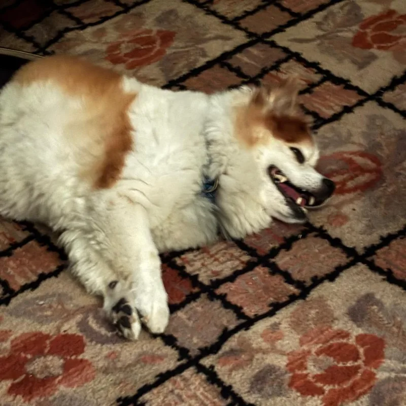 Toby thumbnail 2