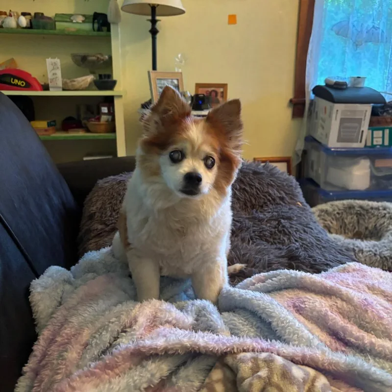 Toby thumbnail 3