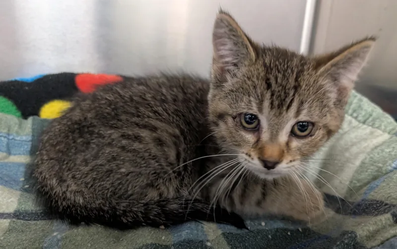 A baby small-sized male Tabby (Tiger Striped) Domestic Short Hair cat named Barcode for adoption in New Ulm, MN