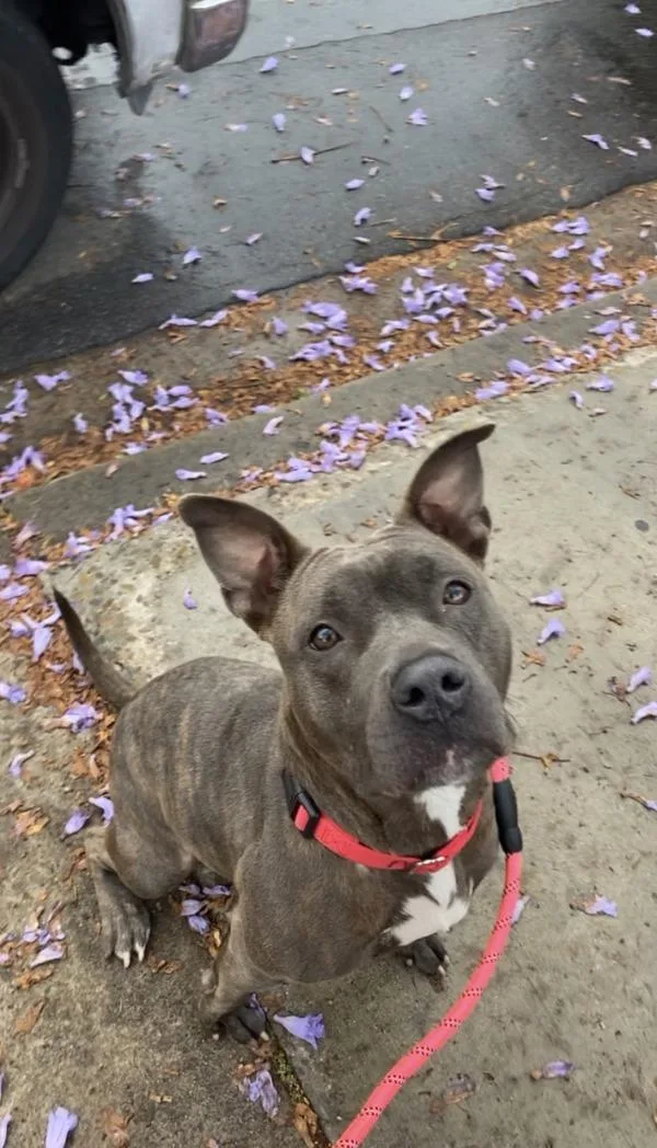 An adult medium-sized female Pit Bull Terrier dog named Bella for adoption in San Diego, CA