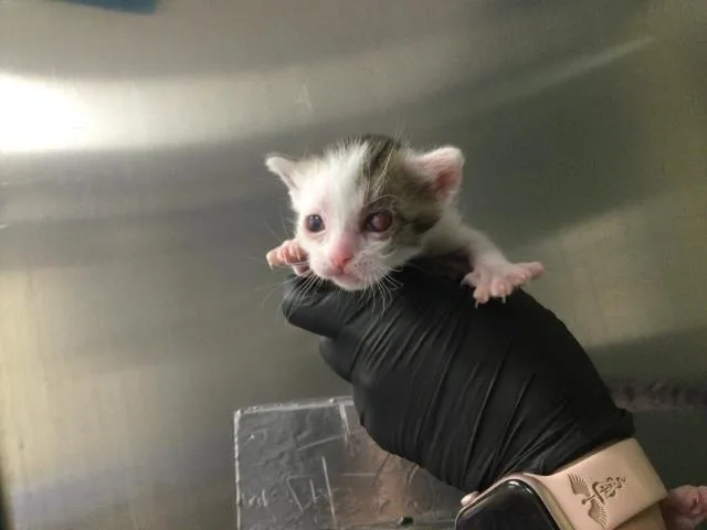 A baby small-sized female Domestic Short Hair cat named Franny for adoption in Thousand Palms, CA