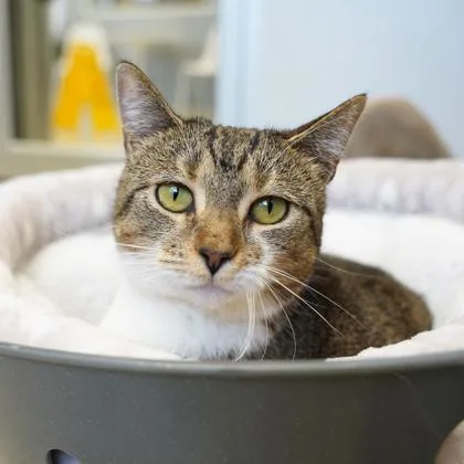 An adult small-sized female Gray / Blue / Silver Domestic Short Hair cat named Tiffany for adoption in Atlanta, GA
